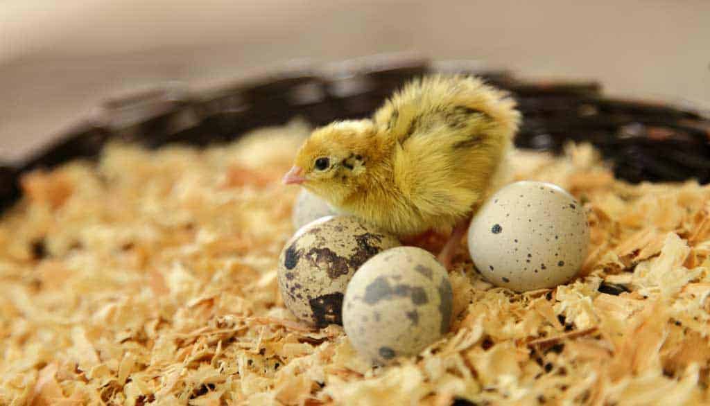 quail chick next to eggs