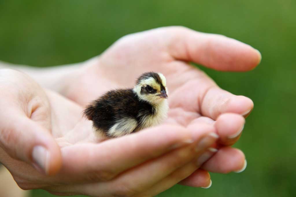 quail chick in hands