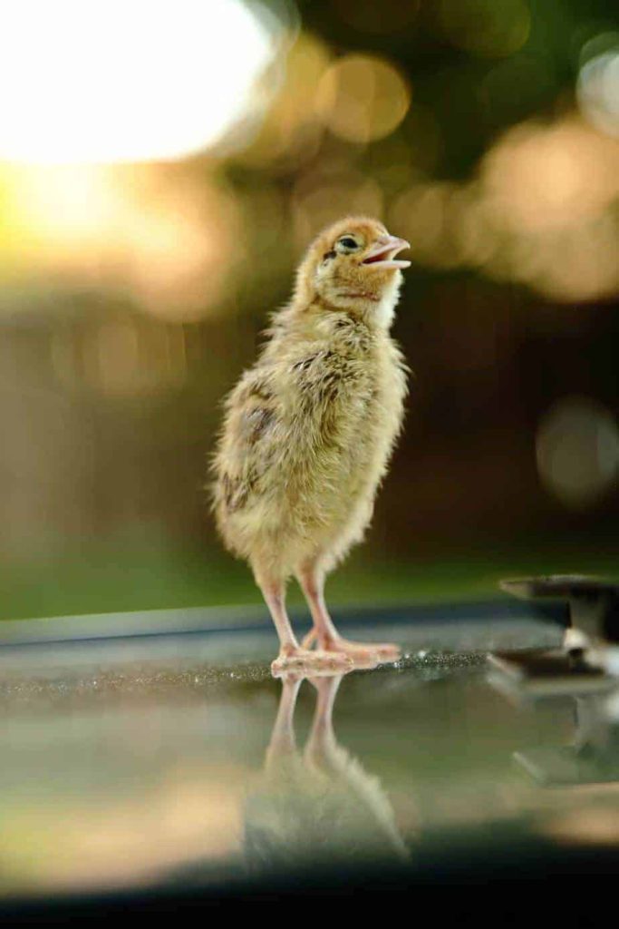 quail chick