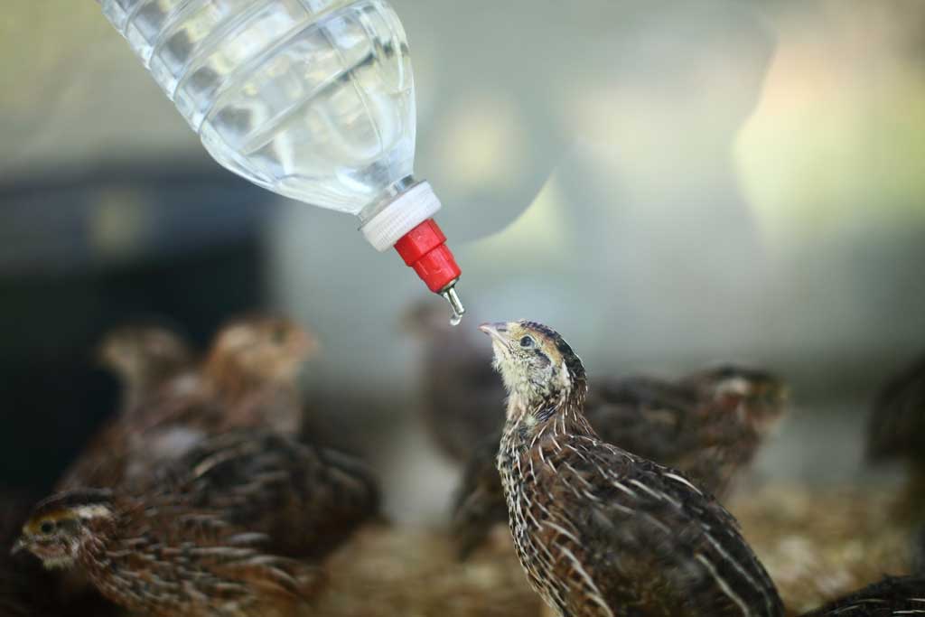 Jumbo Coturnix Quails