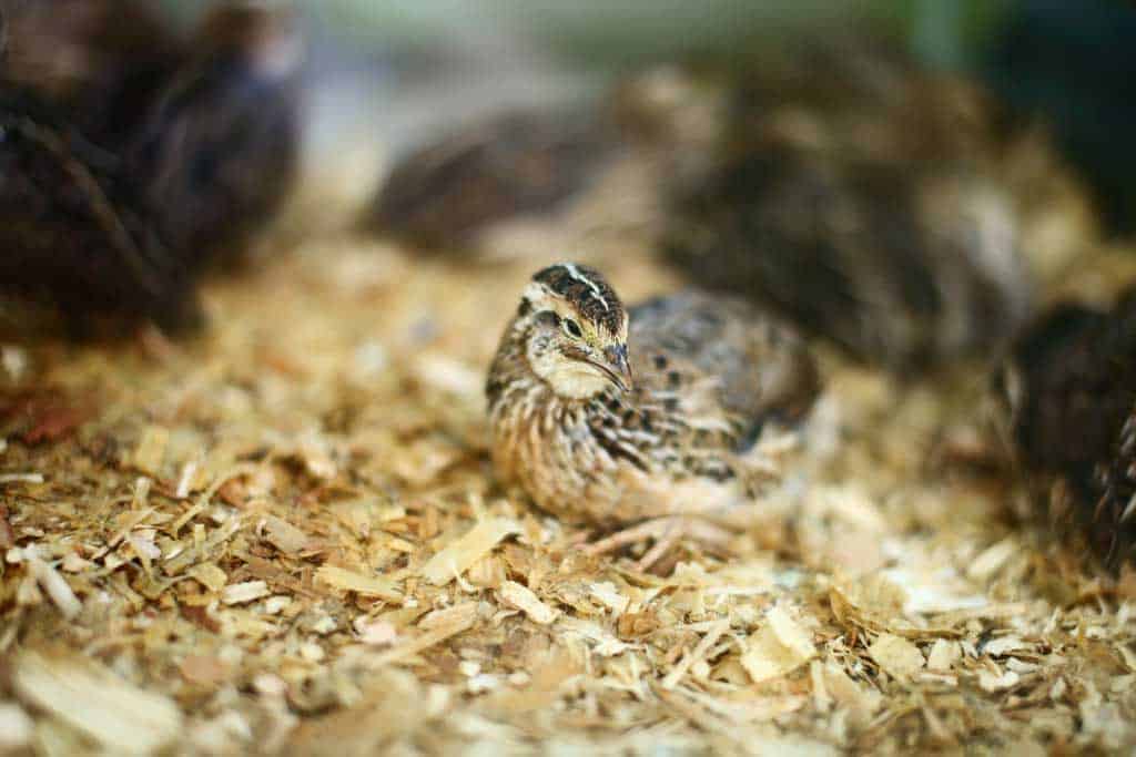 Jumbo Coturnix Quails