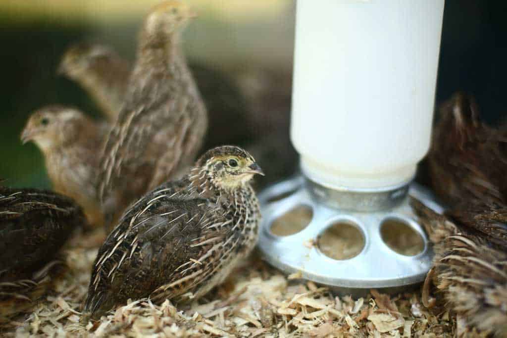 Jumbo Coturnix Quails