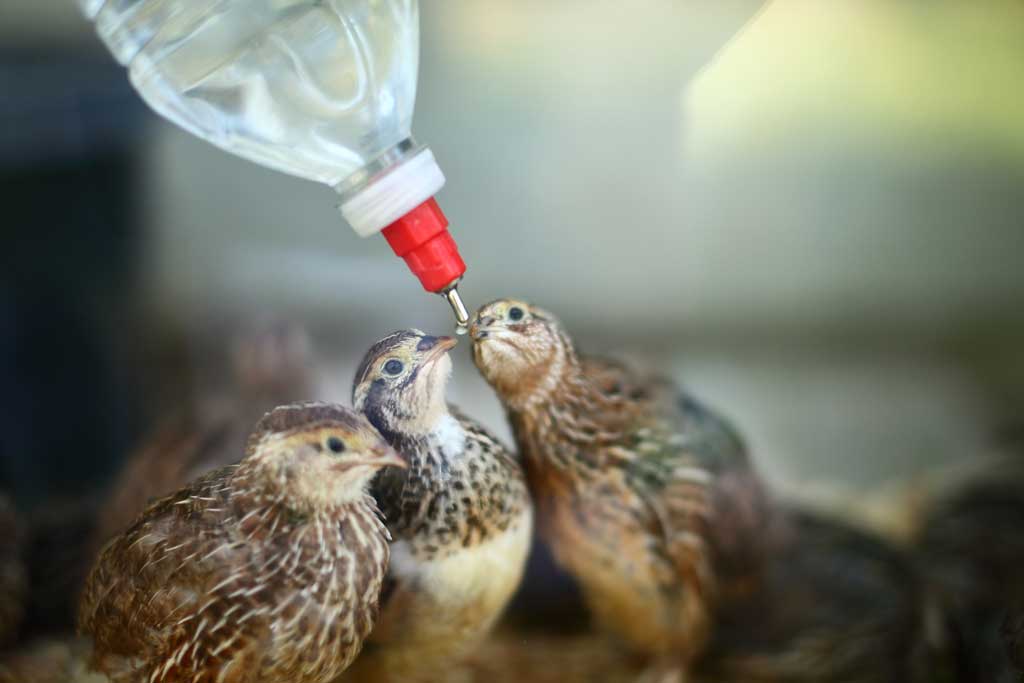 Jumbo Coturnix Quails drinking water