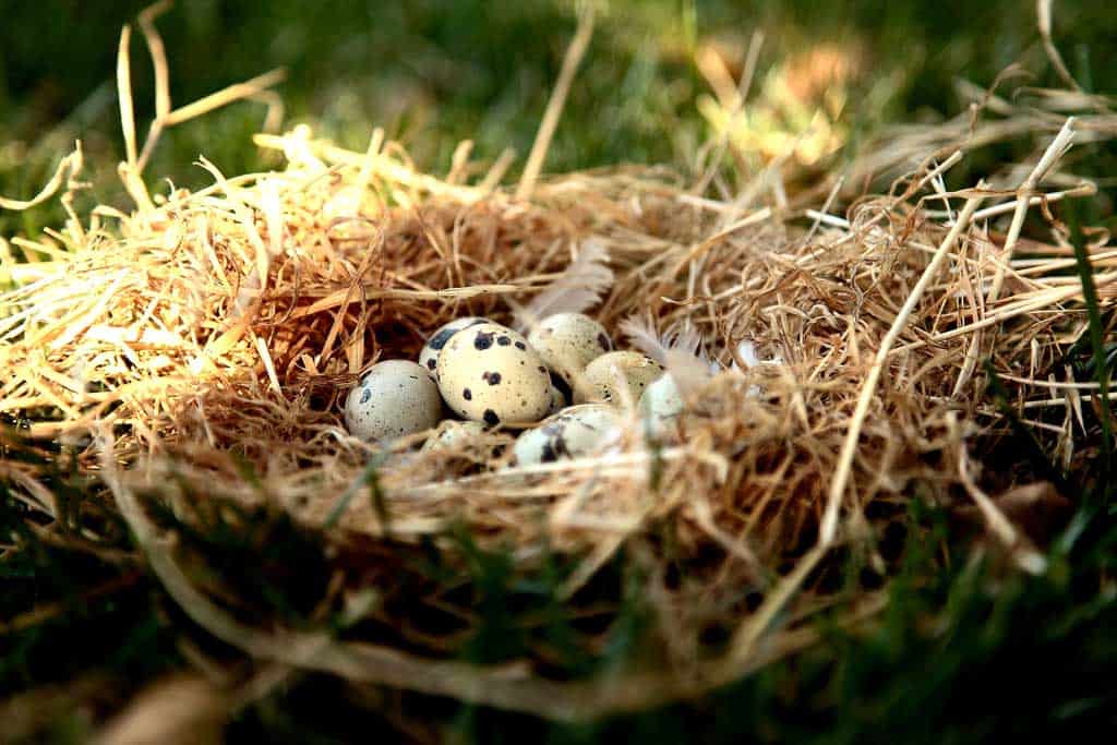 quail eggs in the nest