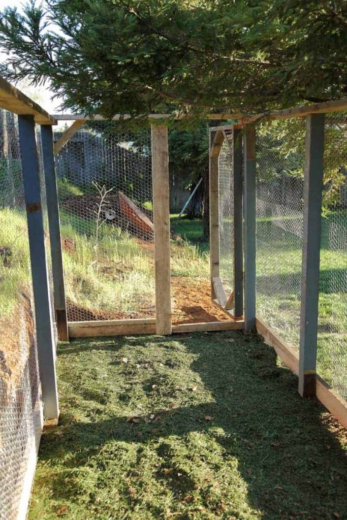 DIY Chicken Coop roaming area for chickens