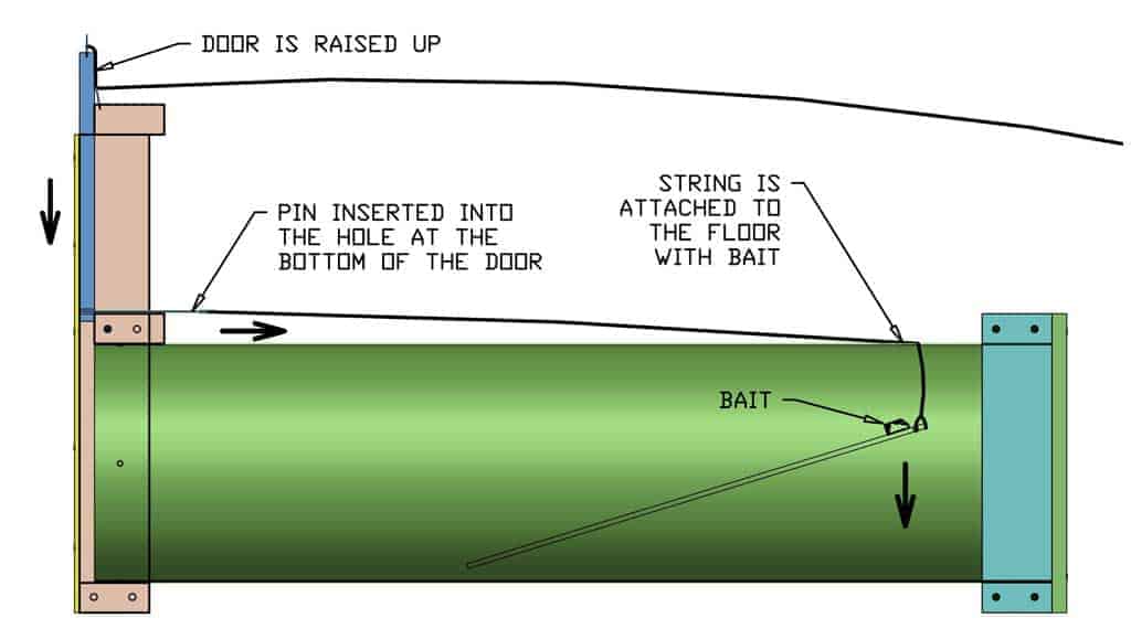 diagram of the DIY skunk trap