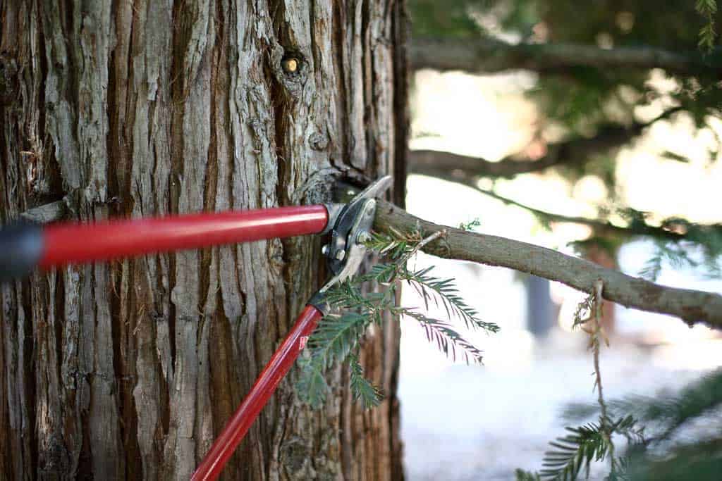 cutting tress branches