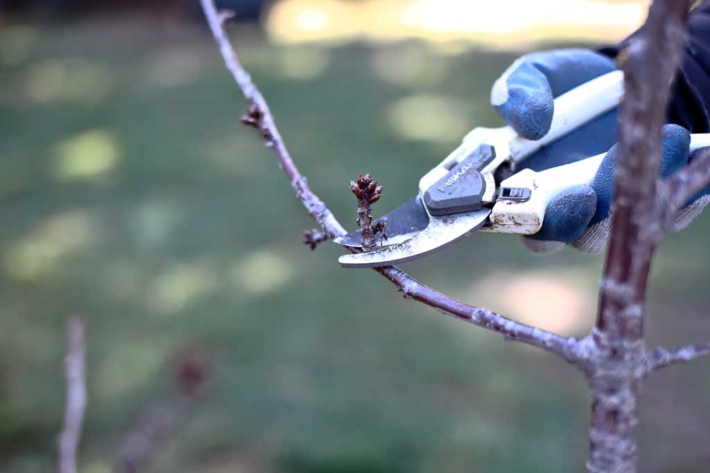 cutting buds off a tree branch