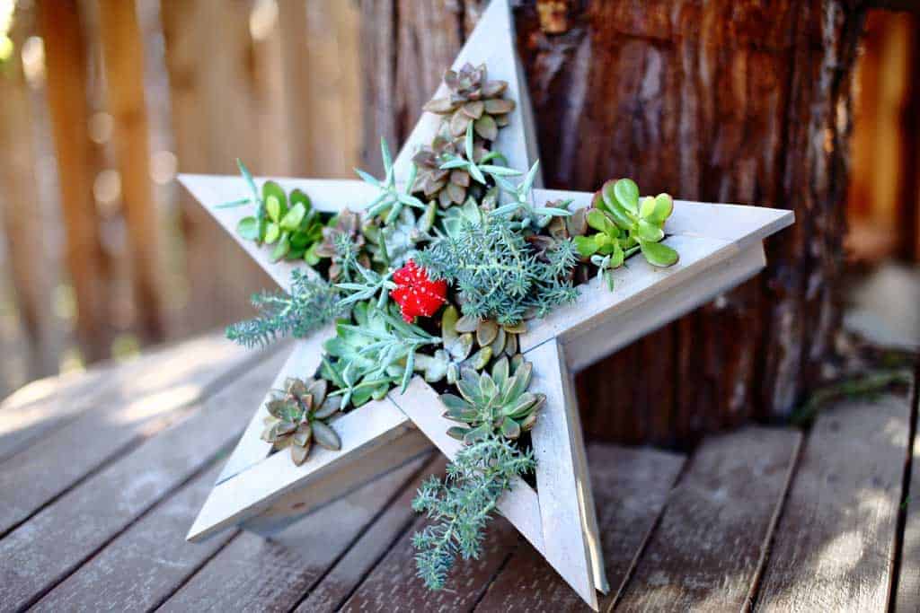 DIY vertical star planter for succulents