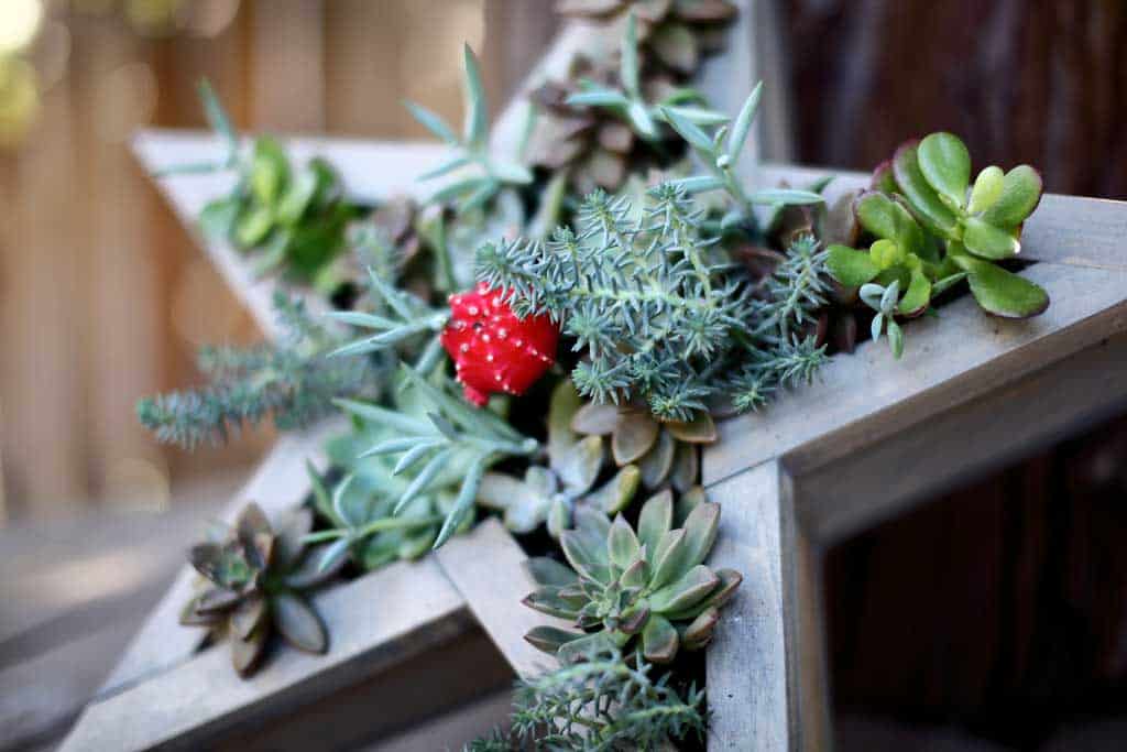 DIY vertical star planter for succulents