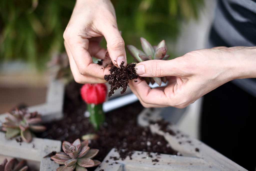 planting succulents