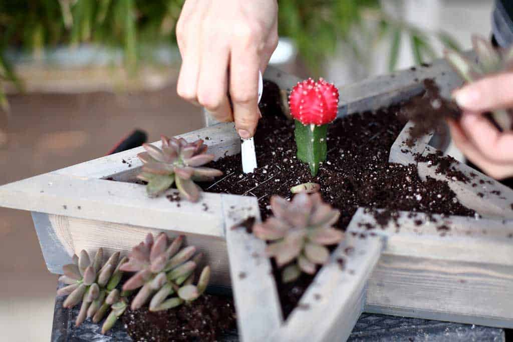 planting succulents in the star planter