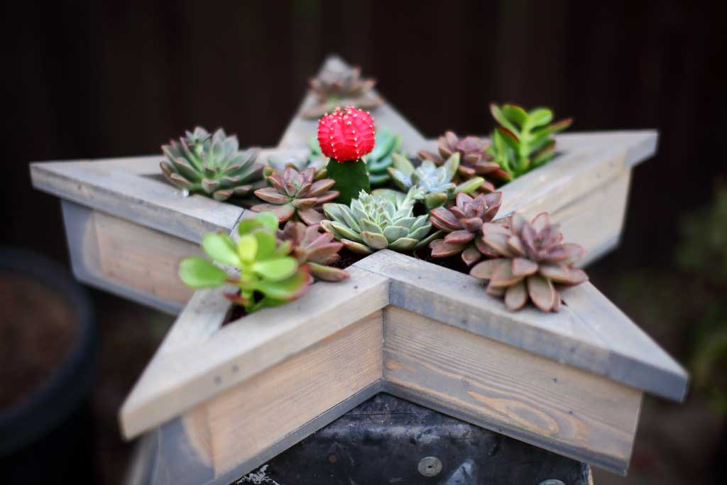 DIY vertical star planter for succulents