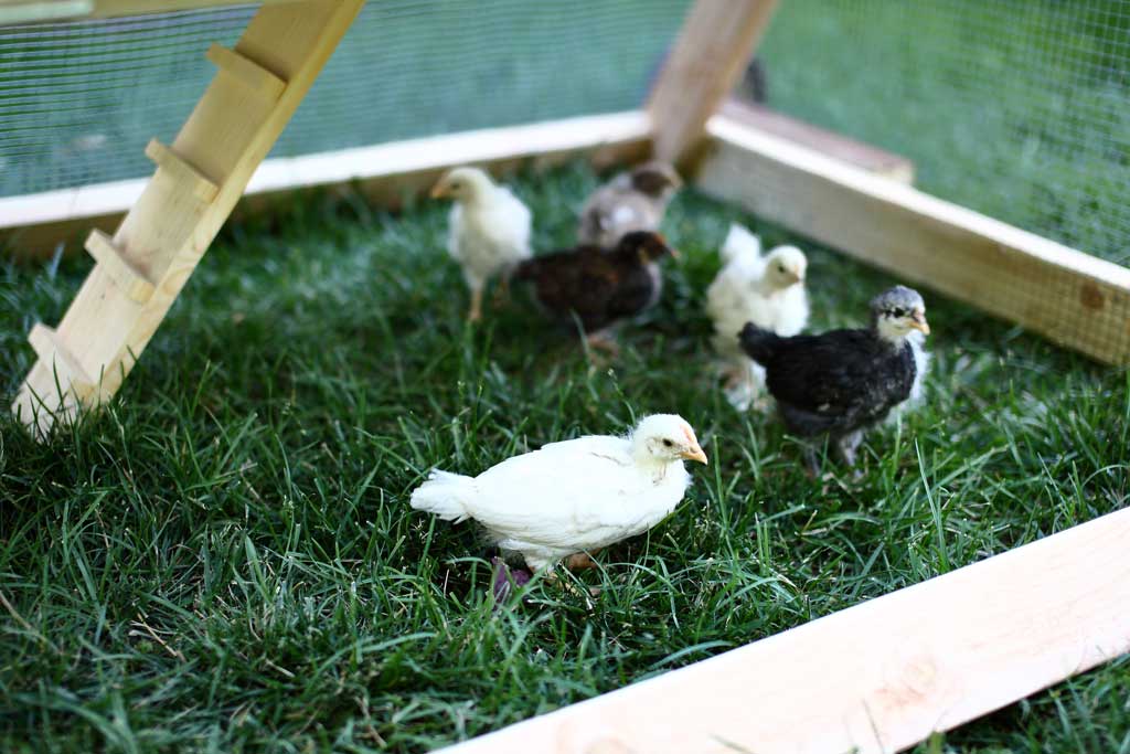 DIY mobile triangle shape chicken coop