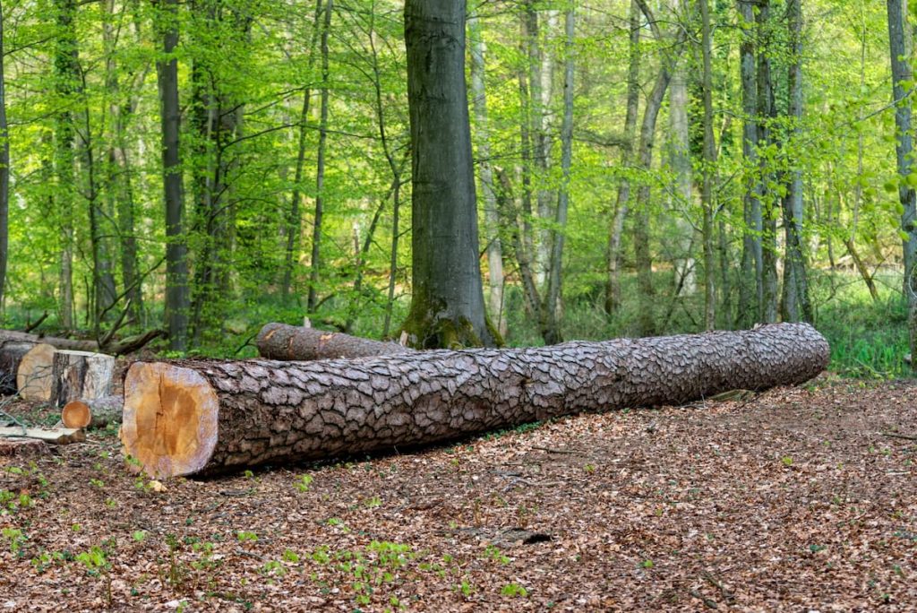 Does Pine Wood Need To Be Acclimated Before Using It?